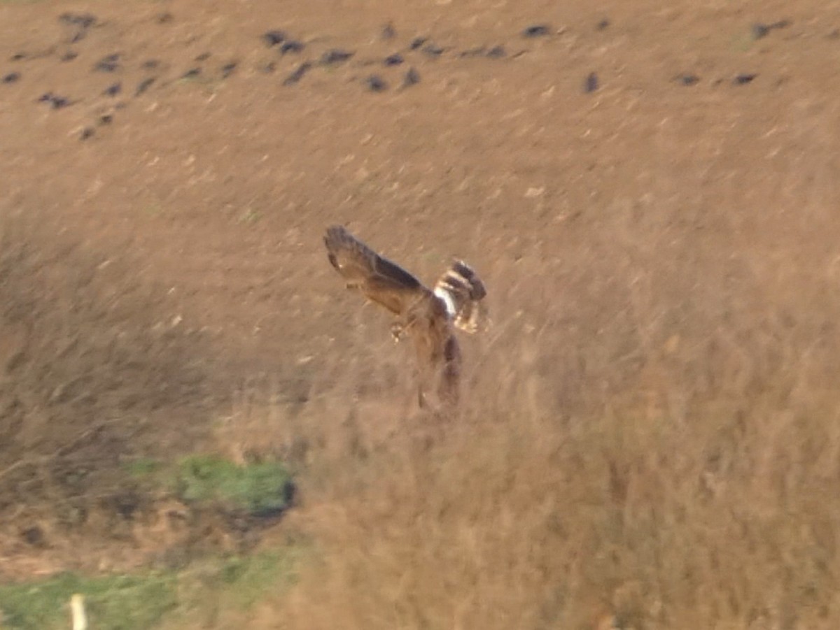 Hen Harrier - ML646062850