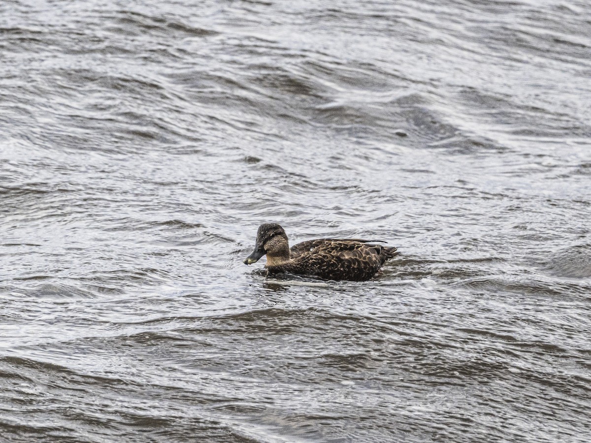 American Black Duck - ML646062851