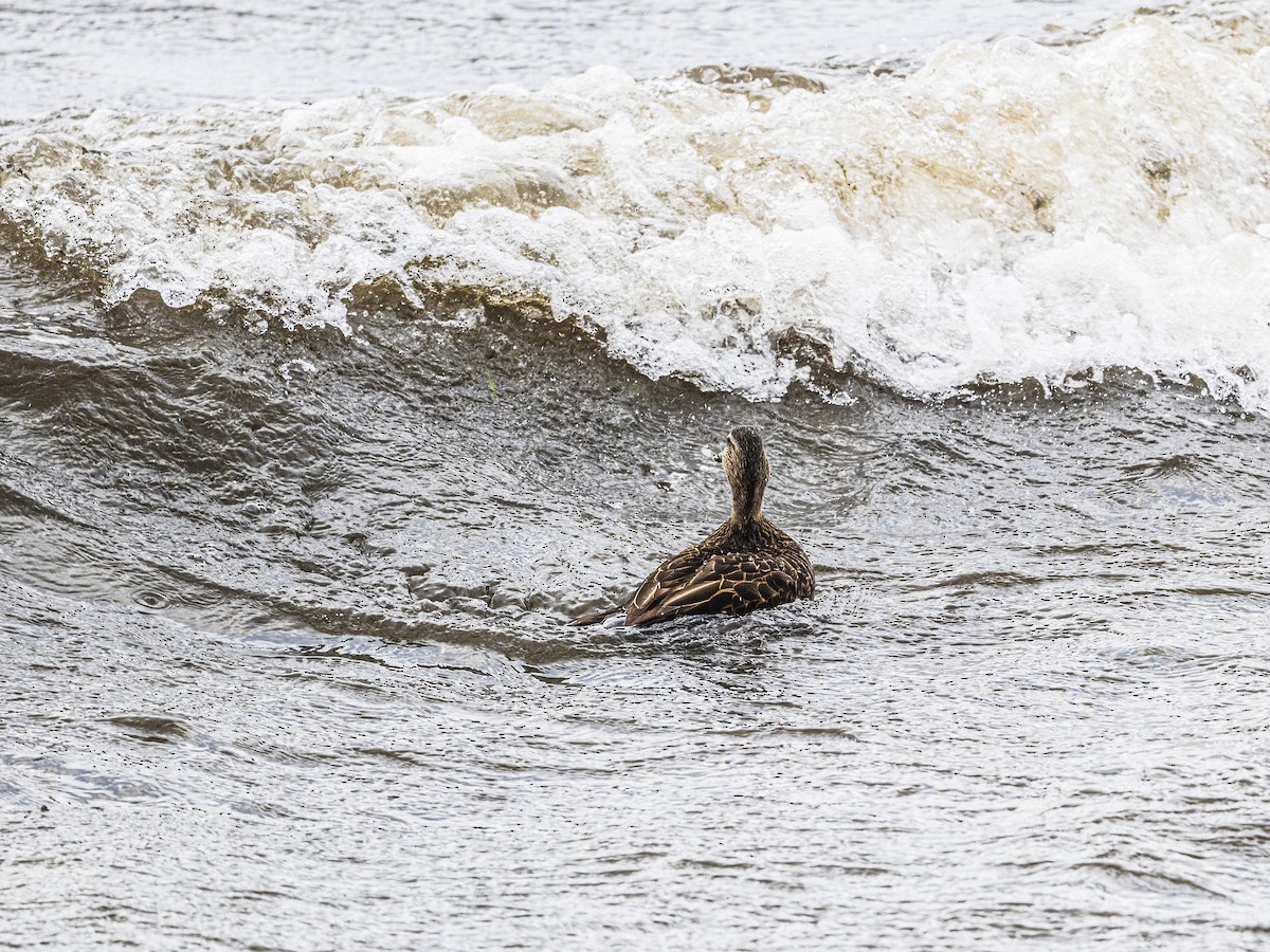 American Black Duck - ML646062852