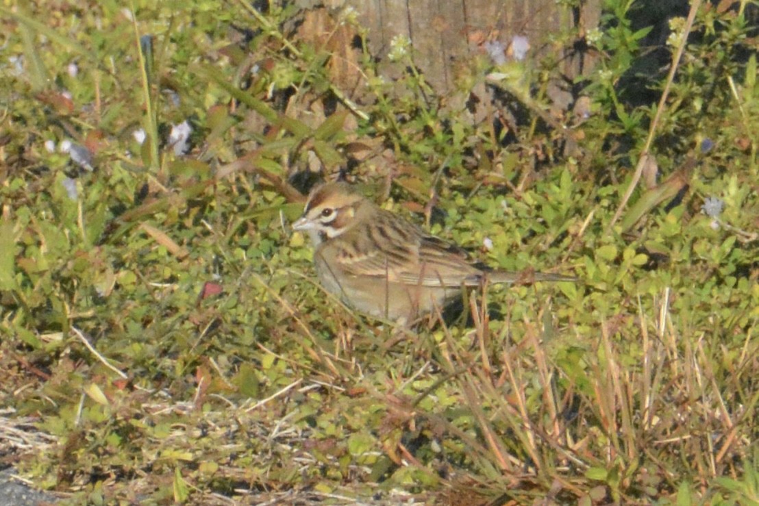 Lark Sparrow - ML646062854