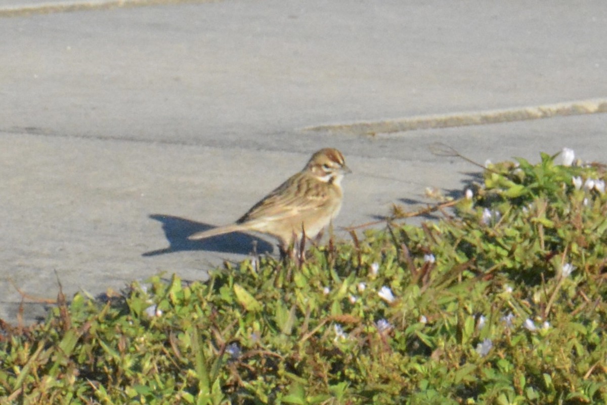 Lark Sparrow - ML646062855
