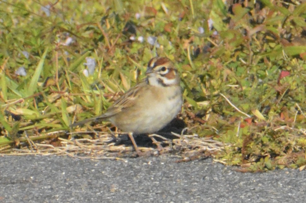 Lark Sparrow - ML646062856