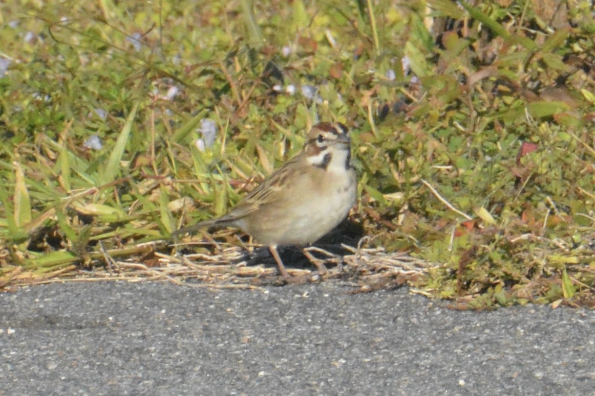 Lark Sparrow - ML646062857