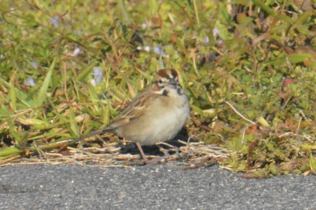 Lark Sparrow - ML646062858
