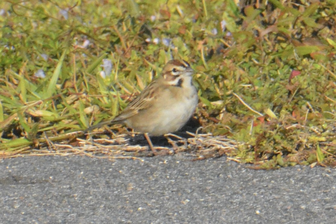 Lark Sparrow - ML646062859