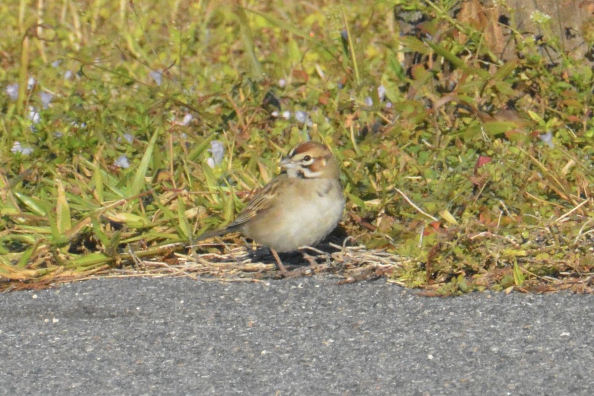 Lark Sparrow - ML646062860