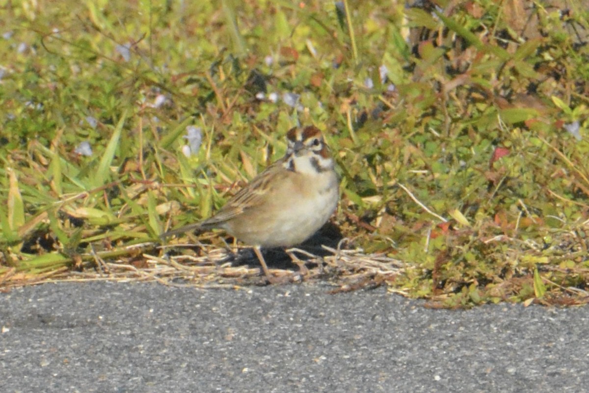 Lark Sparrow - ML646062861