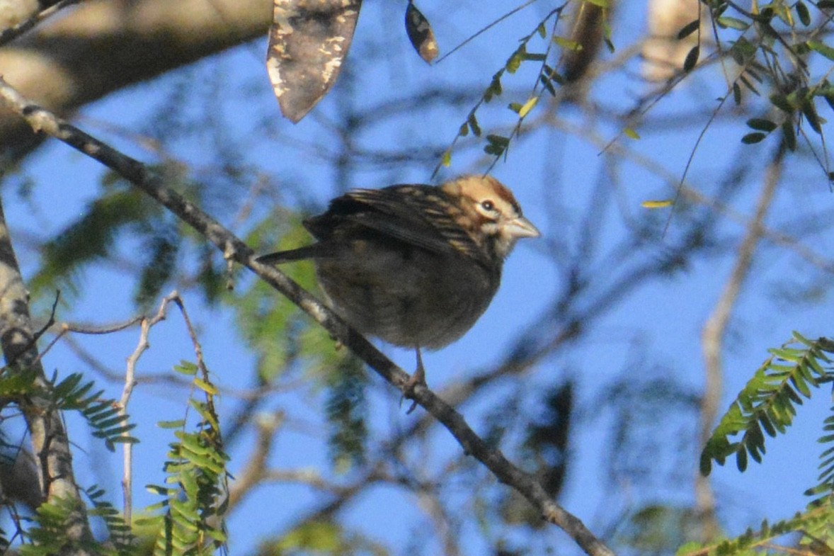 Lark Sparrow - ML646062862
