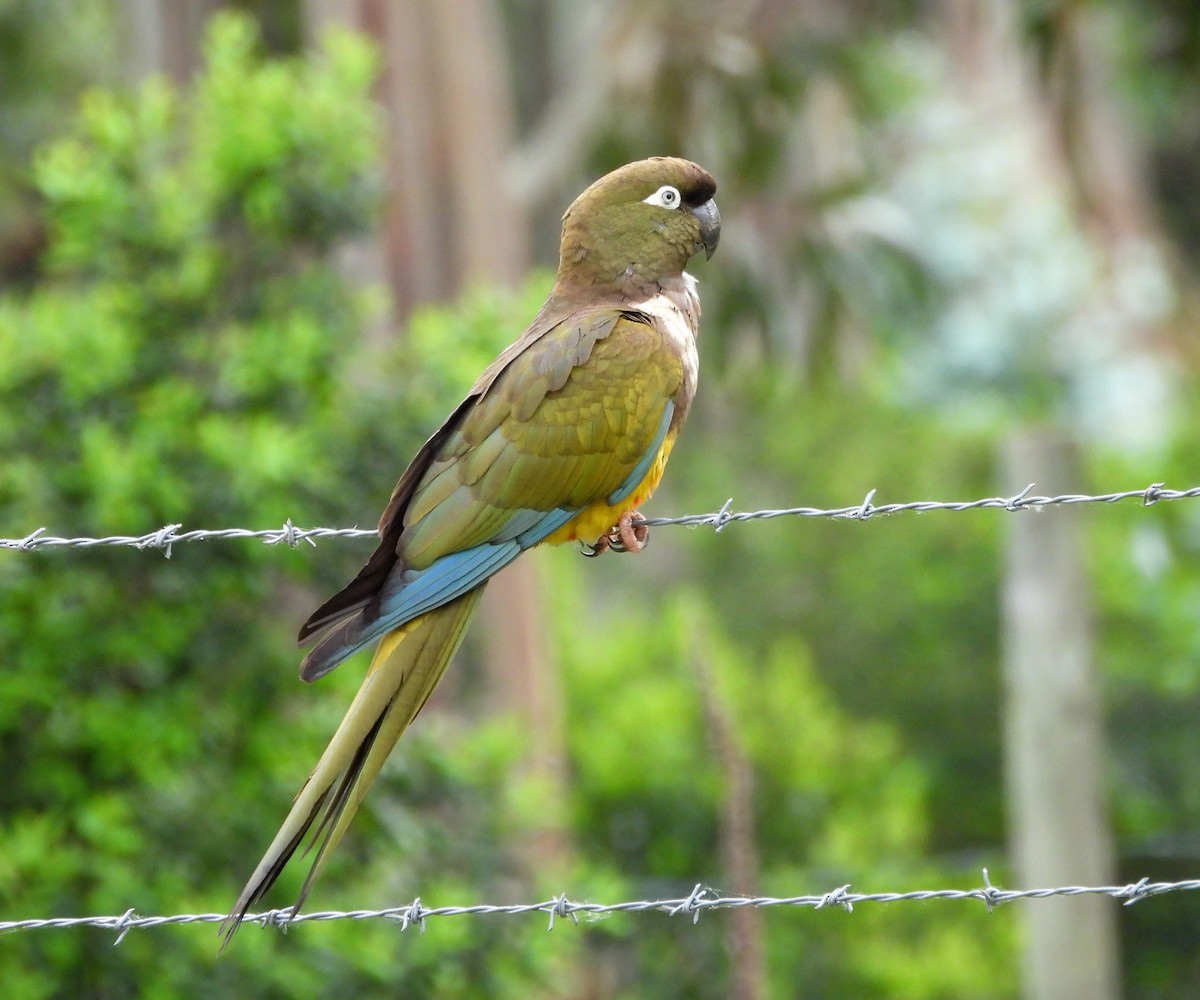 Burrowing Parakeet - ML646062865