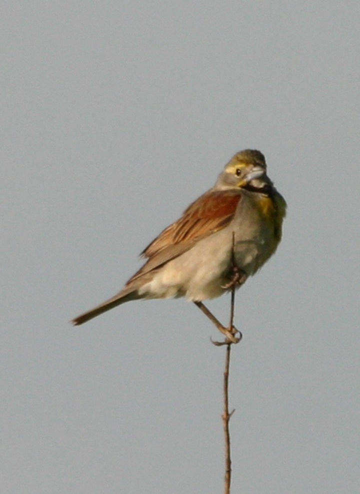 Dickcissel - ML646062871