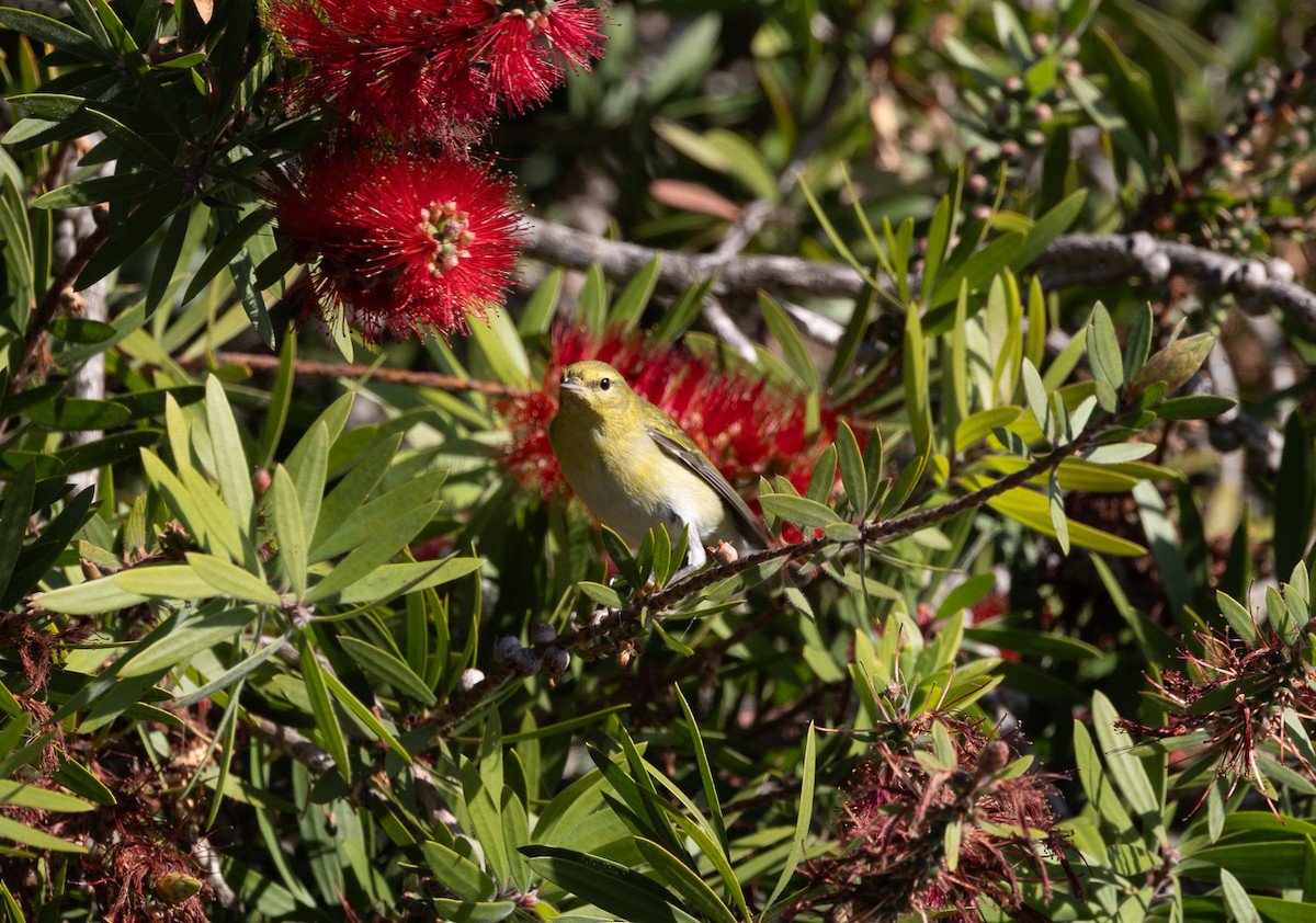Tennessee Warbler - ML646062873