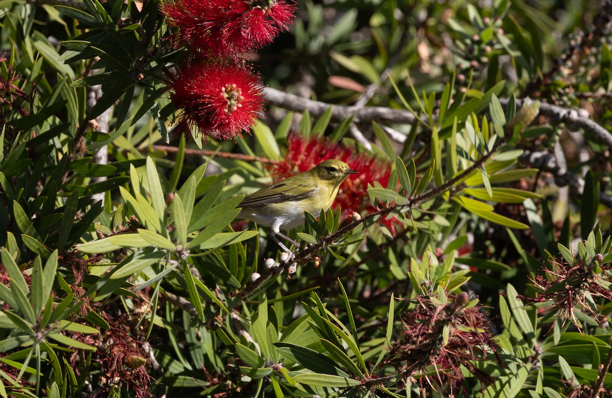 Tennessee Warbler - ML646062874