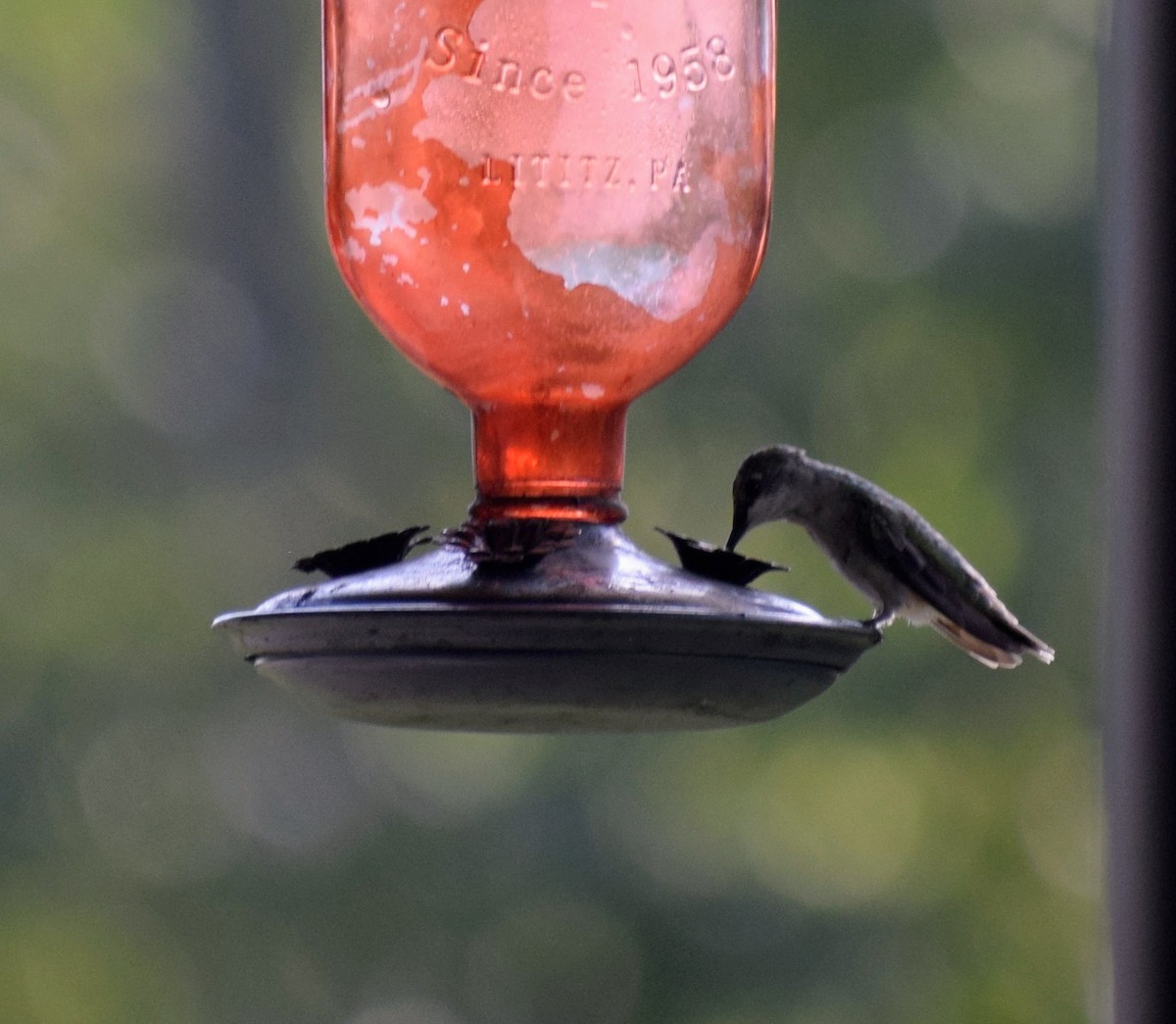 Colibrí Gorjirrubí - ML646062875