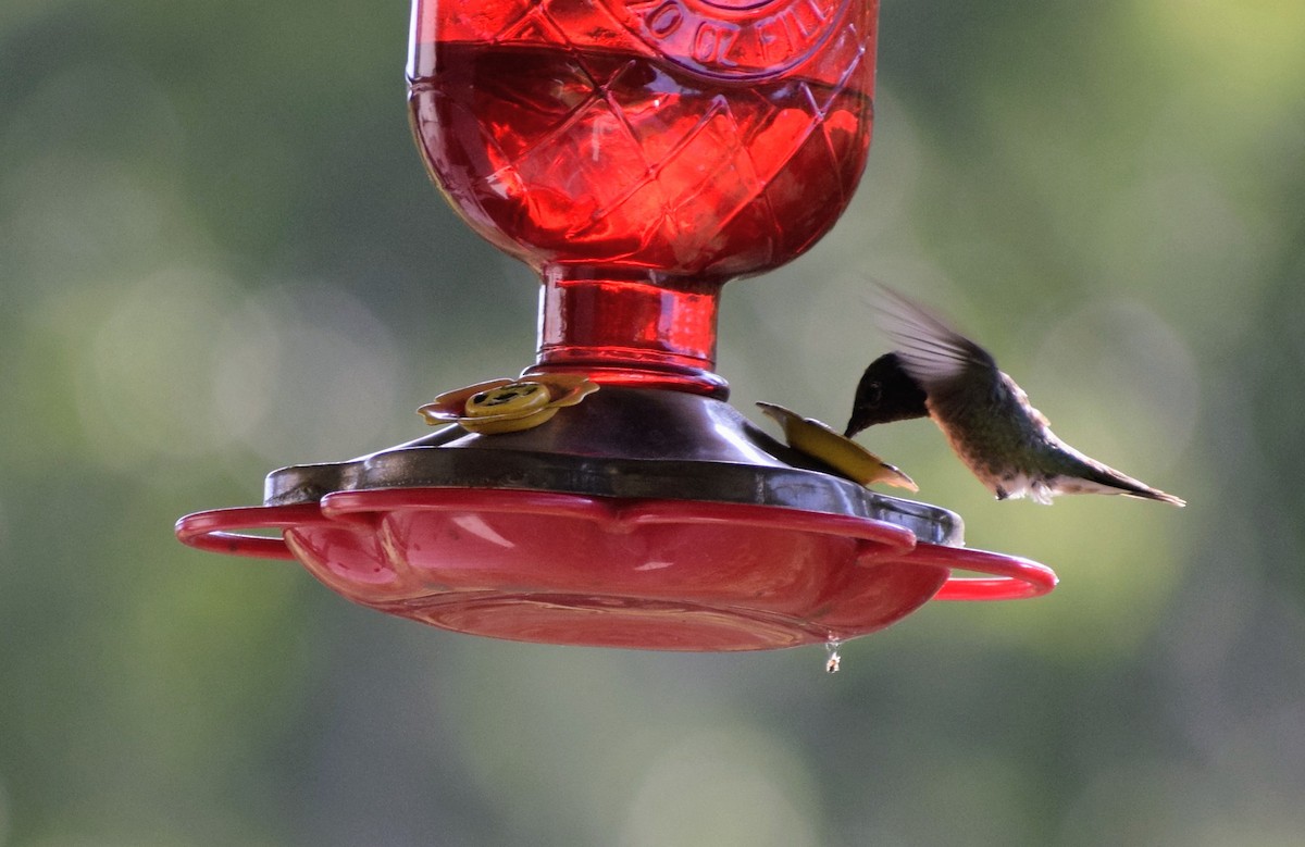 Colibrí Gorjirrubí - ML646062876