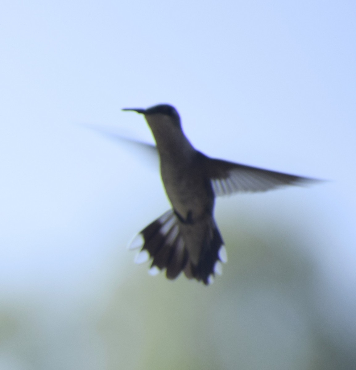 Colibrí Gorjirrubí - ML646062877