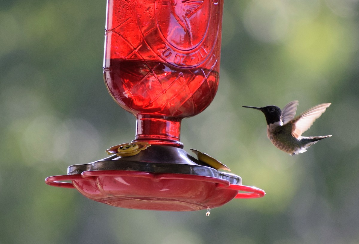 Colibrí Gorjirrubí - ML646062878