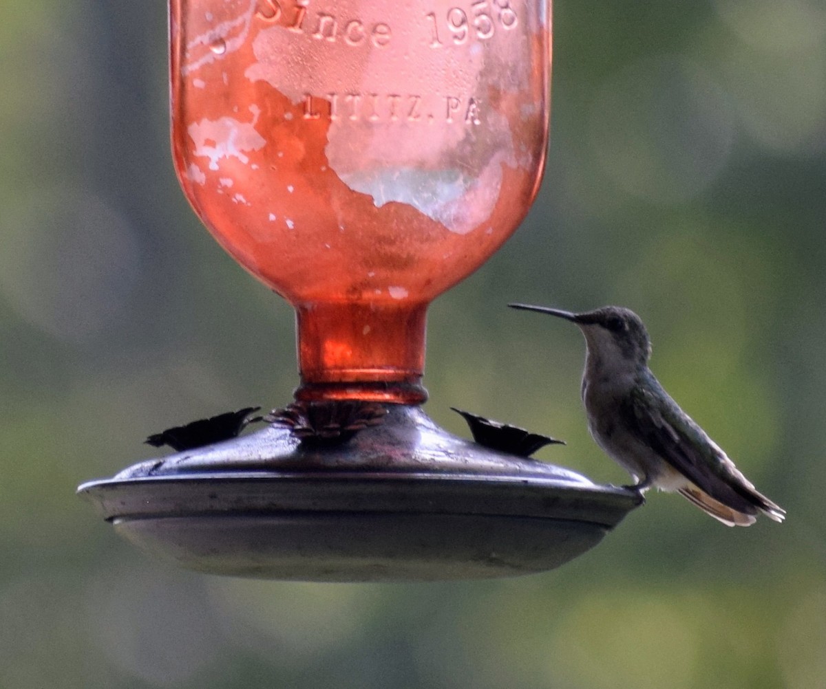 Colibrí Gorjirrubí - ML646062879