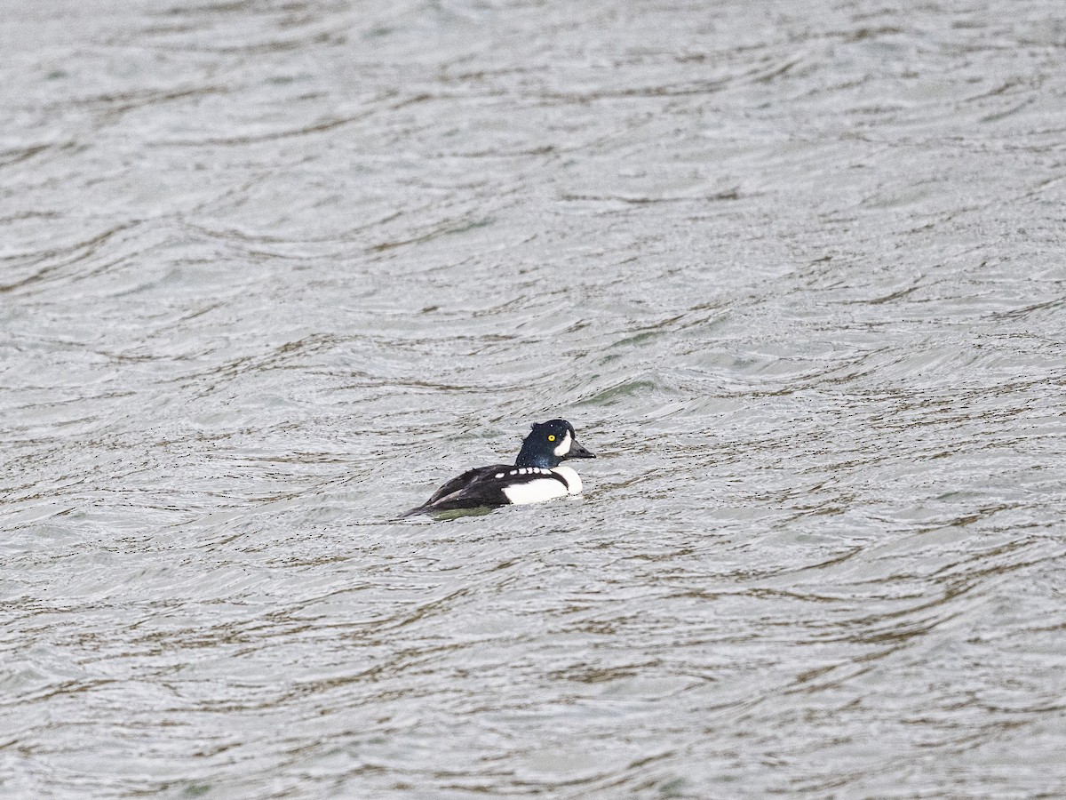 Barrow's Goldeneye - ML646062880