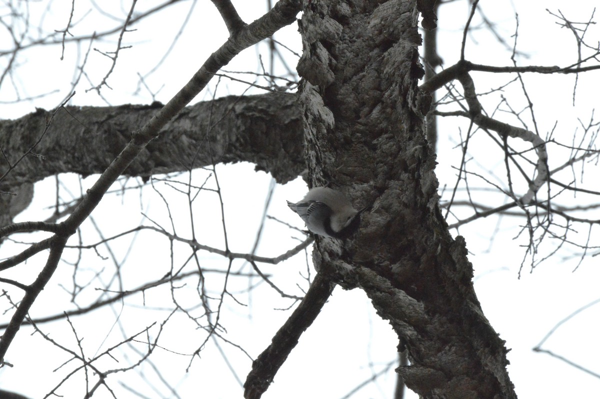 White-breasted Nuthatch - ML646062883