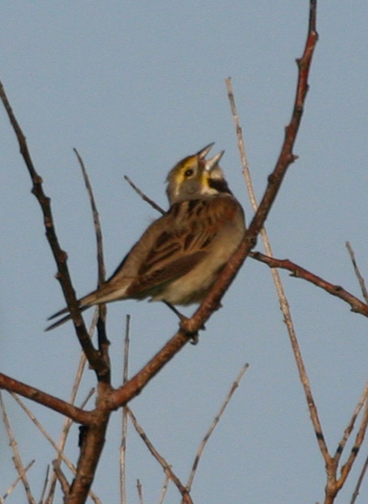 Dickcissel - ML646062889