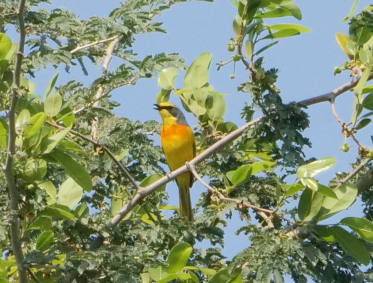 Желтобрюхий гладиатор - ML646062891