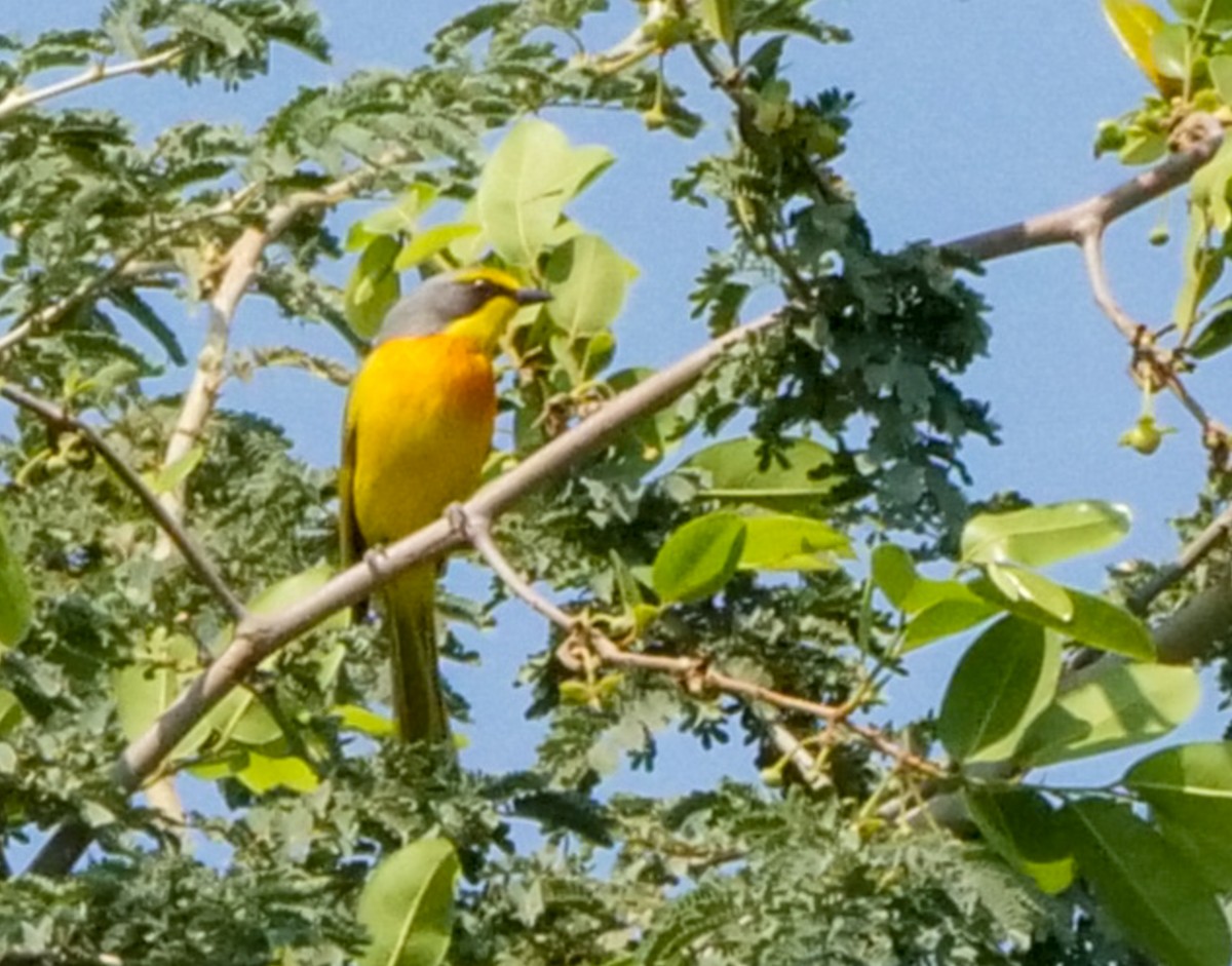 Желтобрюхий гладиатор - ML646062892