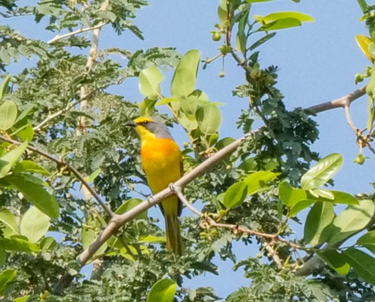 Желтобрюхий гладиатор - ML646062893