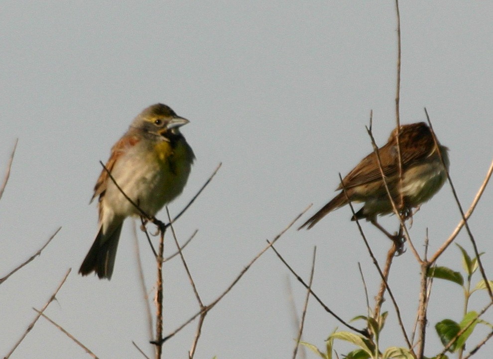 Dickcissel - ML646062894