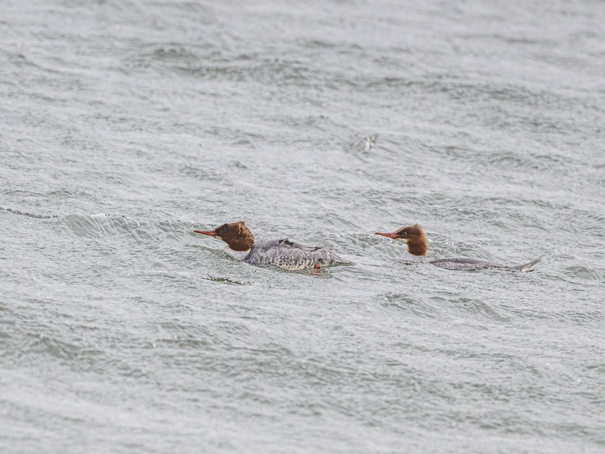 Common Merganser - ML646062896