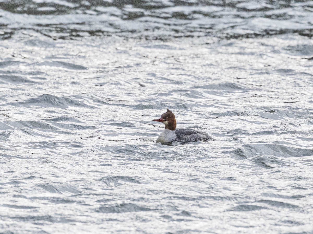 Common Merganser - ML646062897