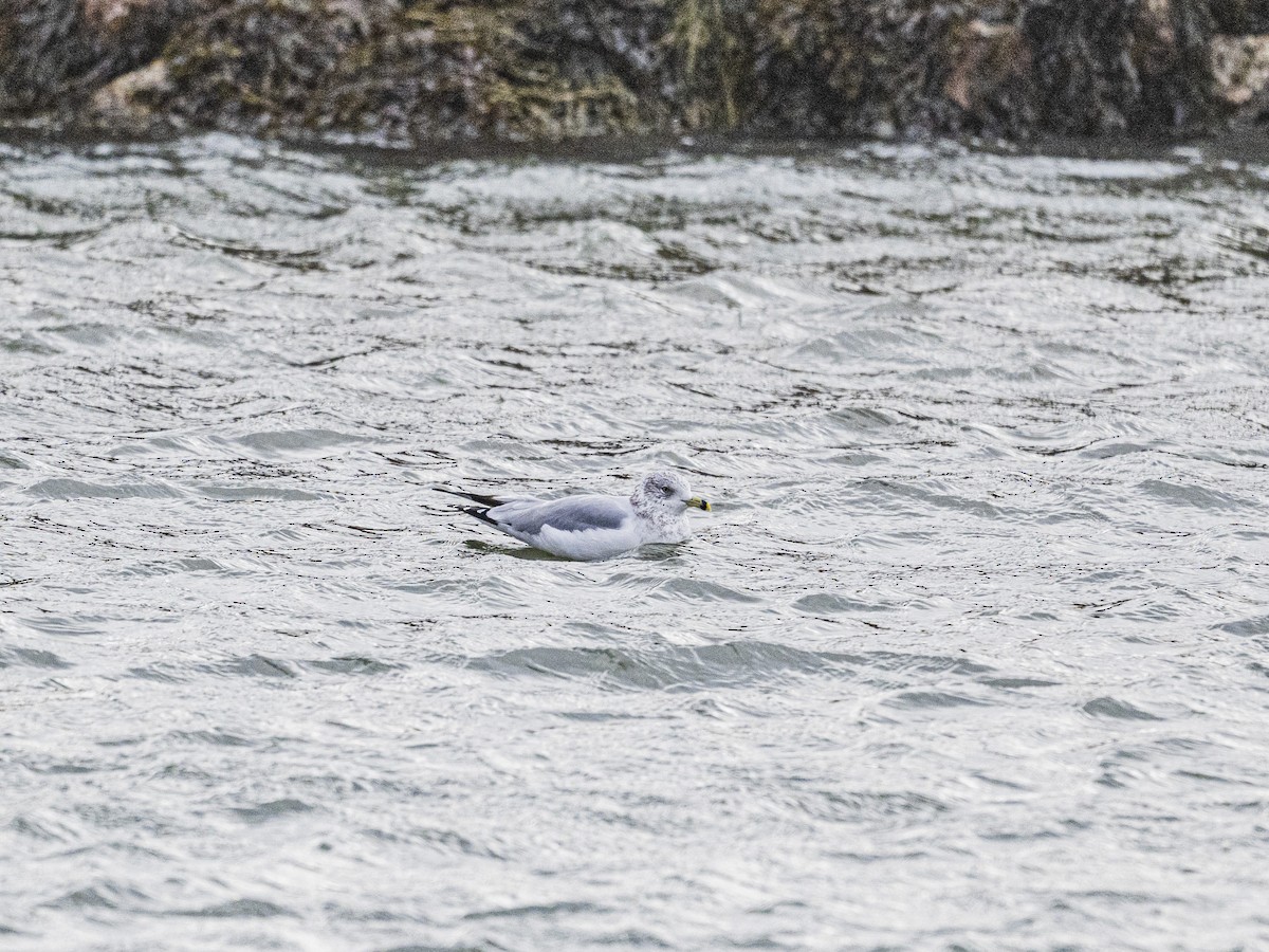 Ring-billed Gull - ML646062905