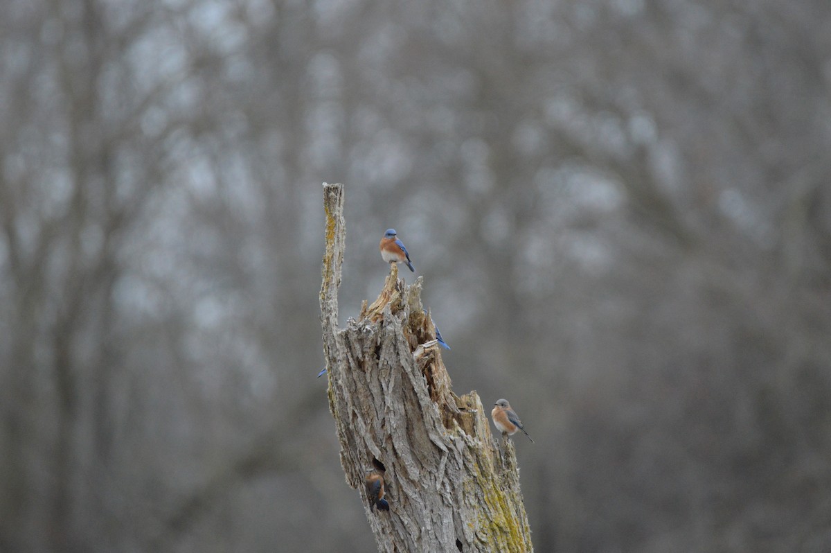 Eastern Bluebird - ML646062908