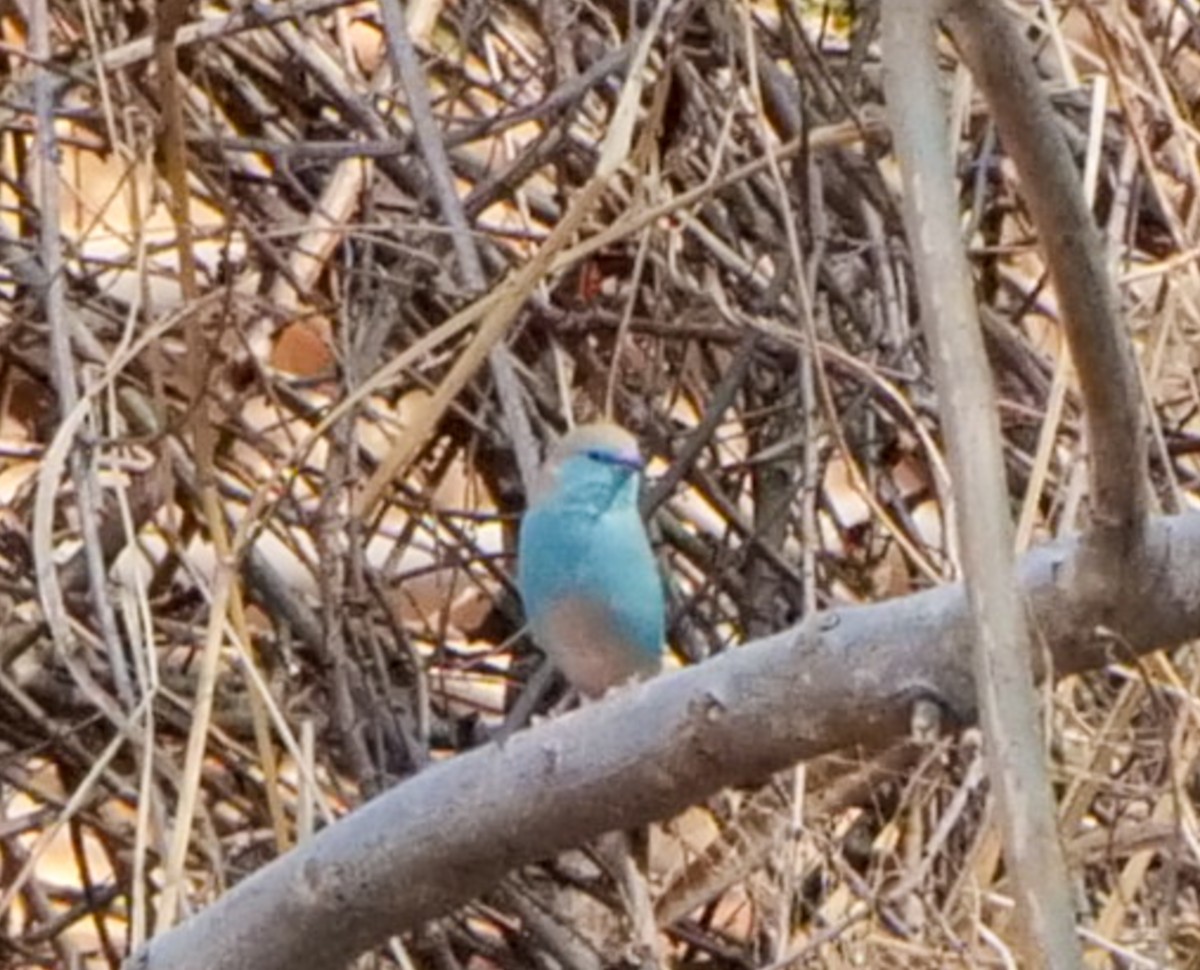 Голубой астрильд - ML646062909