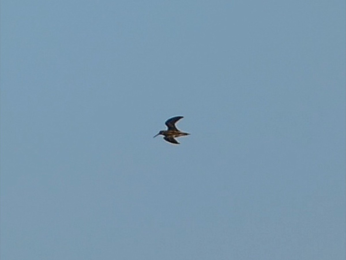 Agachadiza Chica - ML646062911