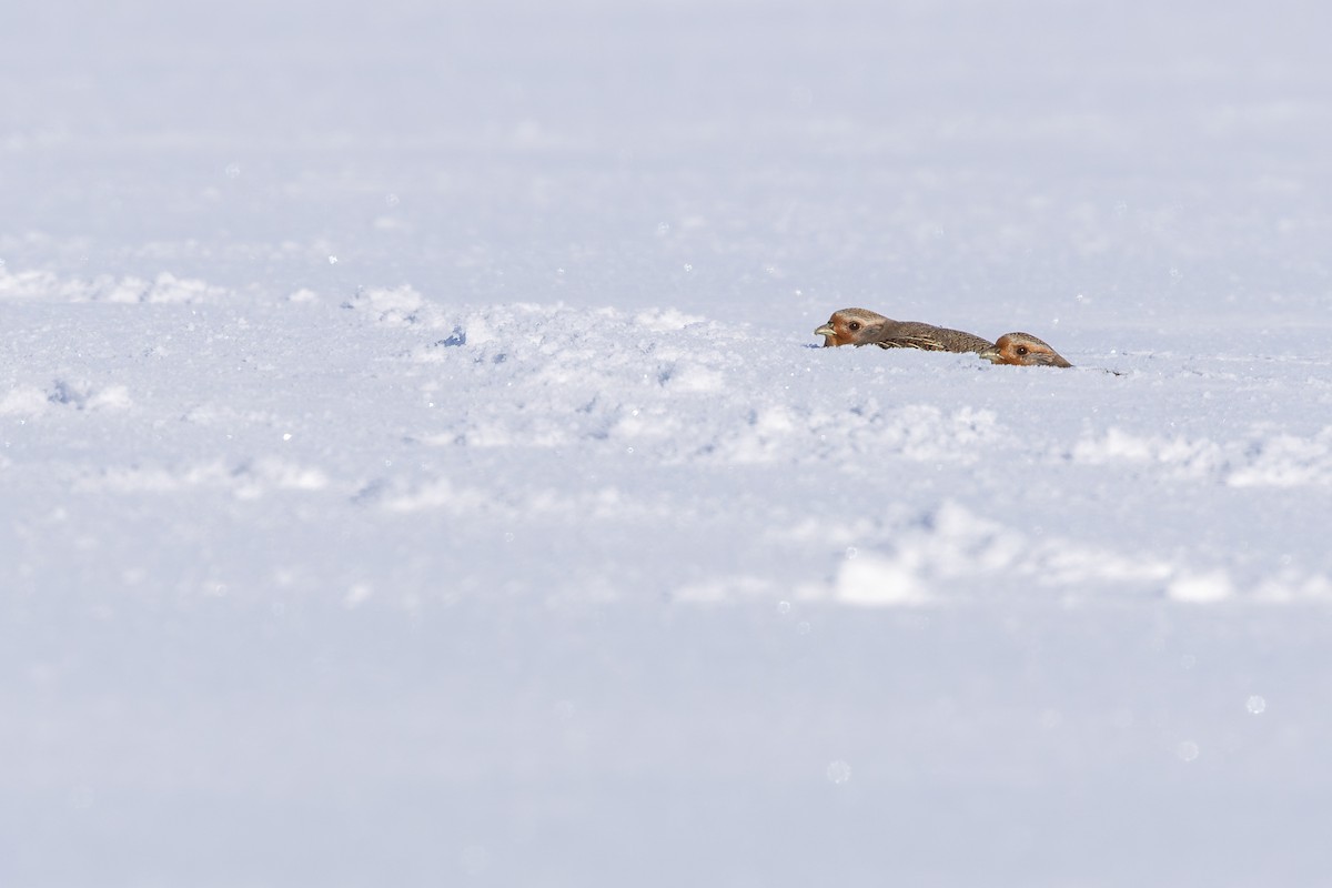 Gray Partridge - ML646062912
