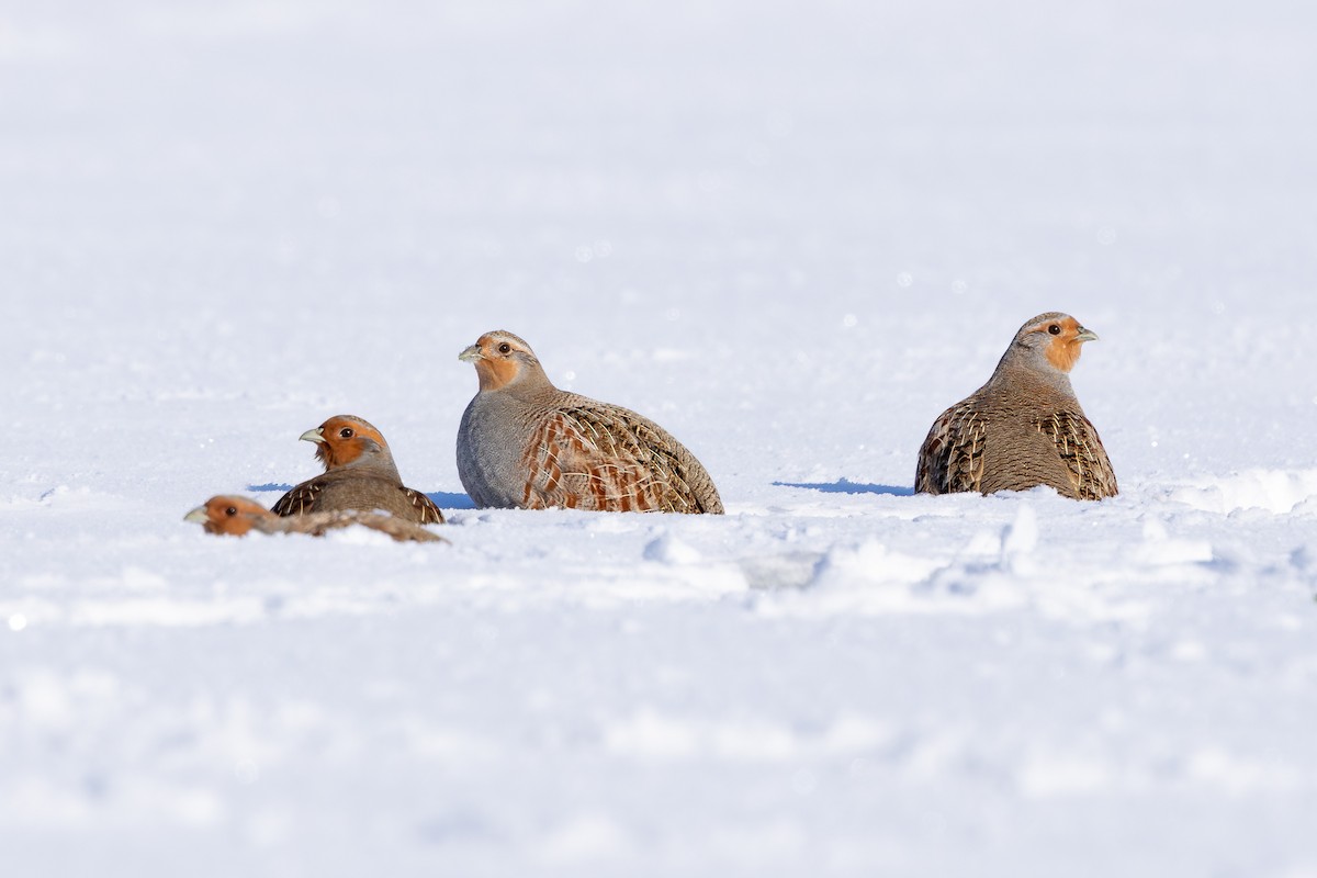 Gray Partridge - ML646062913