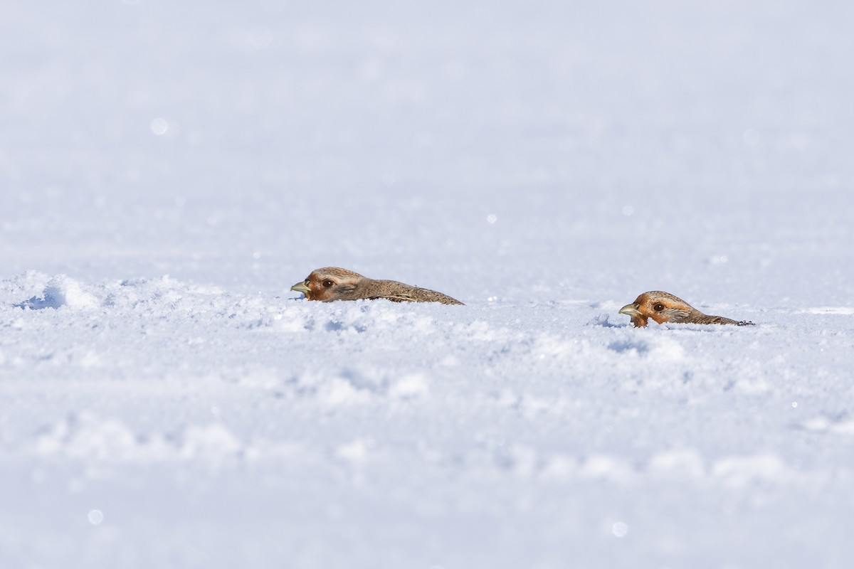 Gray Partridge - ML646062914