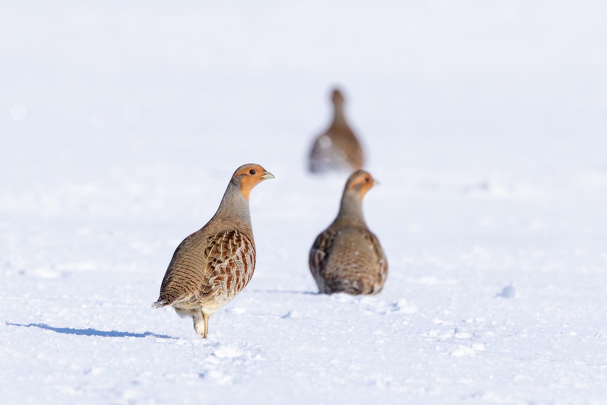 Gray Partridge - ML646062915