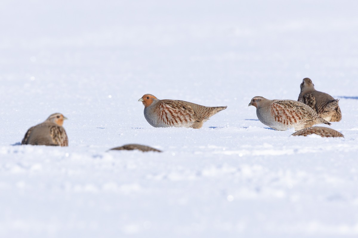 Gray Partridge - ML646062916