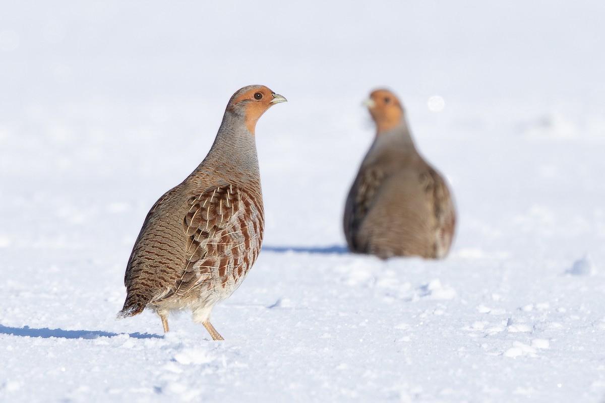 Gray Partridge - ML646062917