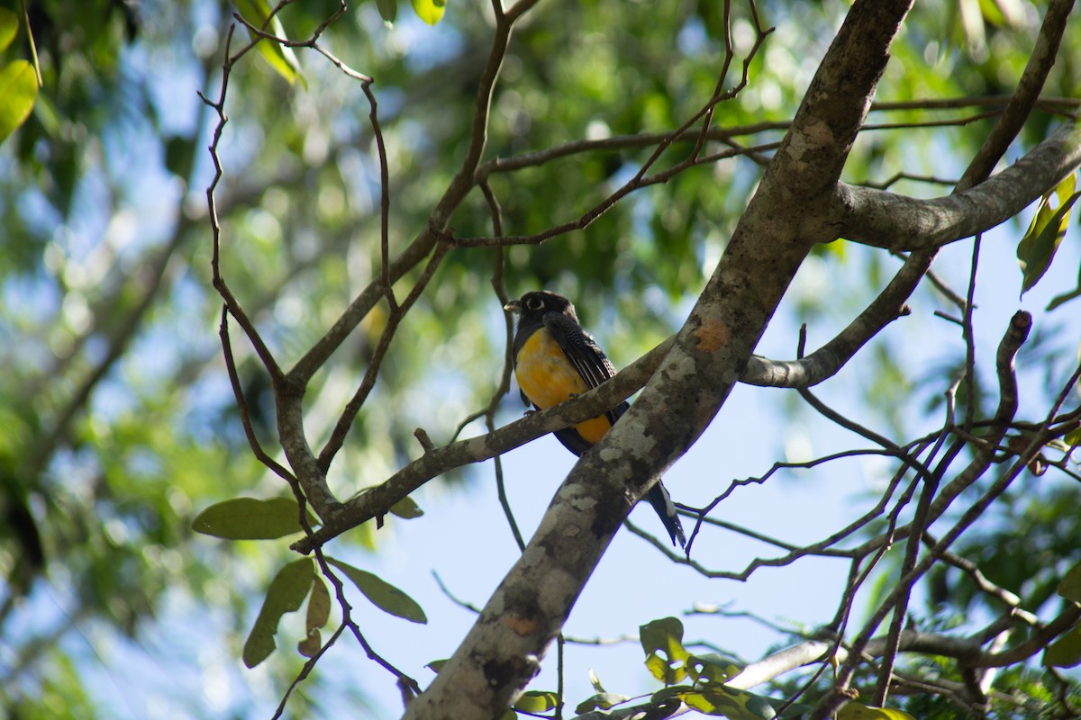 Gartered Violaceous Trogon - ML646062918