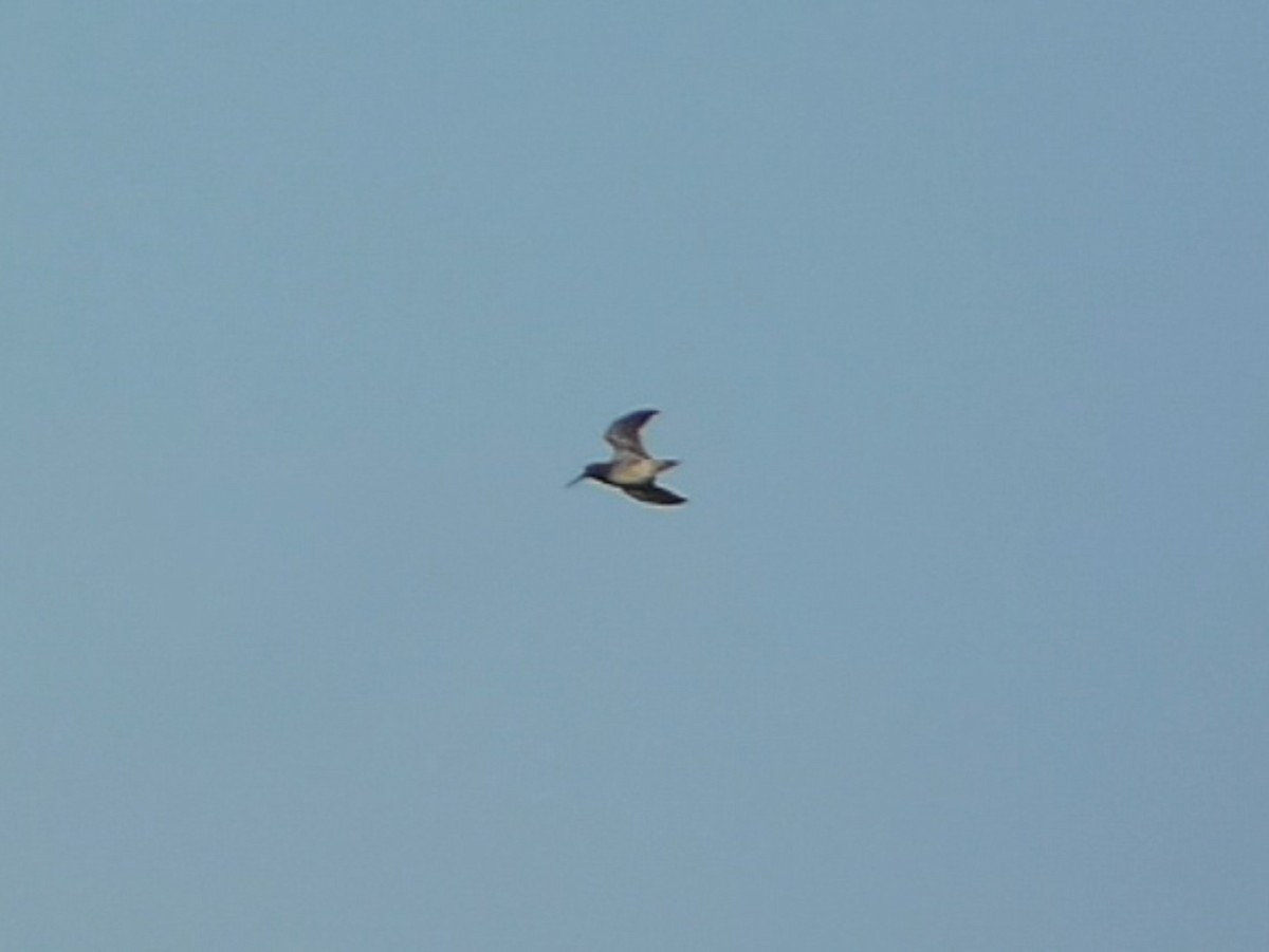 Agachadiza Chica - ML646062921