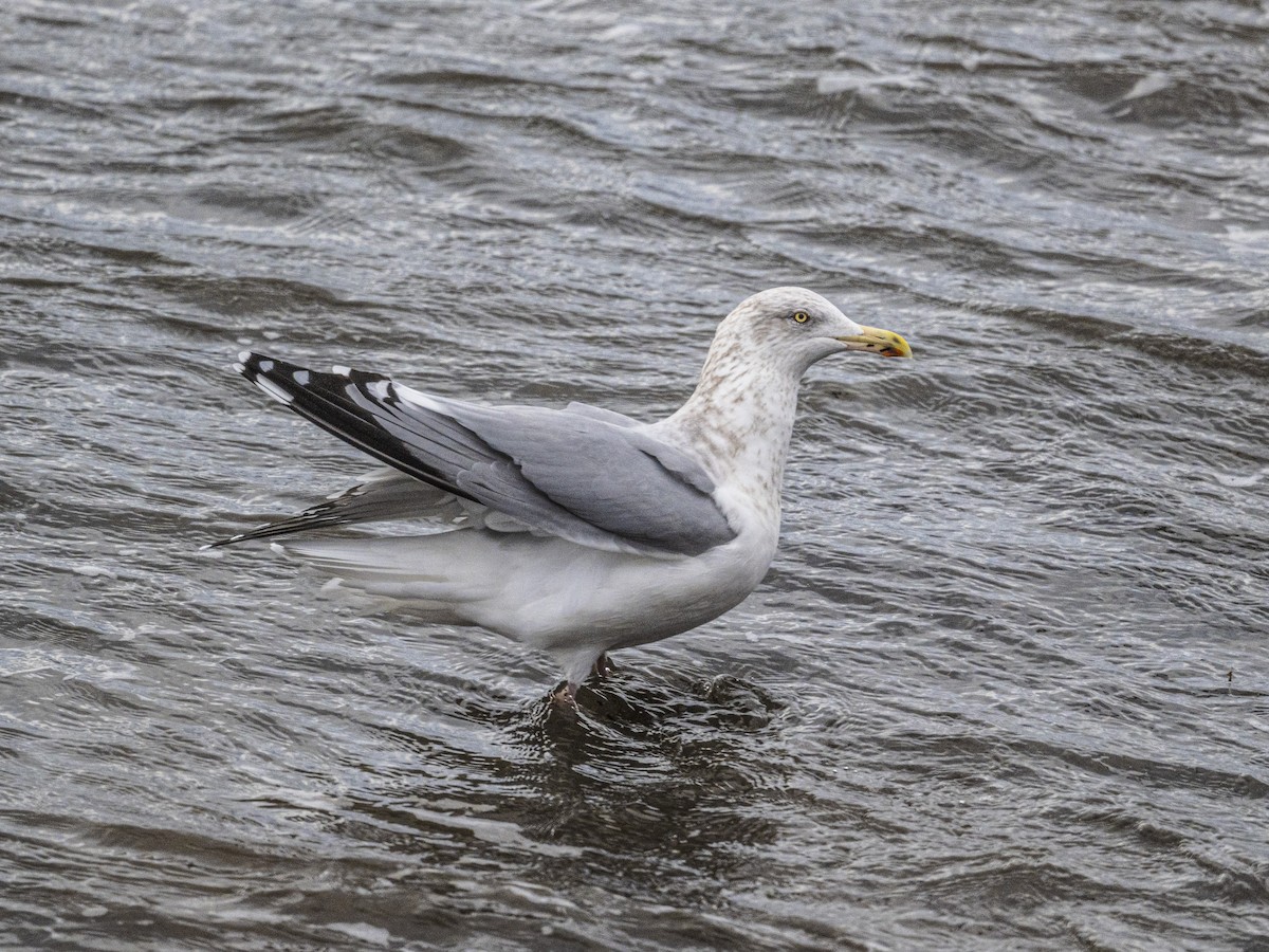 American Herring Gull - ML646062927