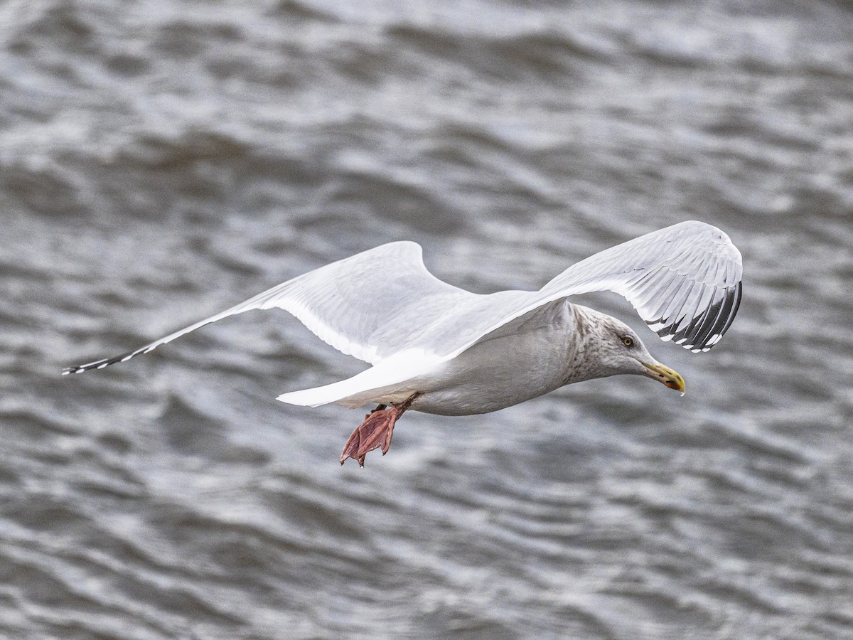 American Herring Gull - ML646062928