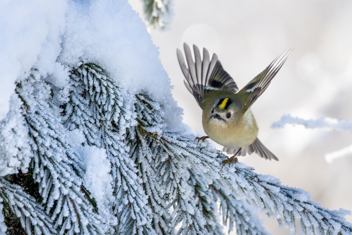 Goldcrest - ML646062930