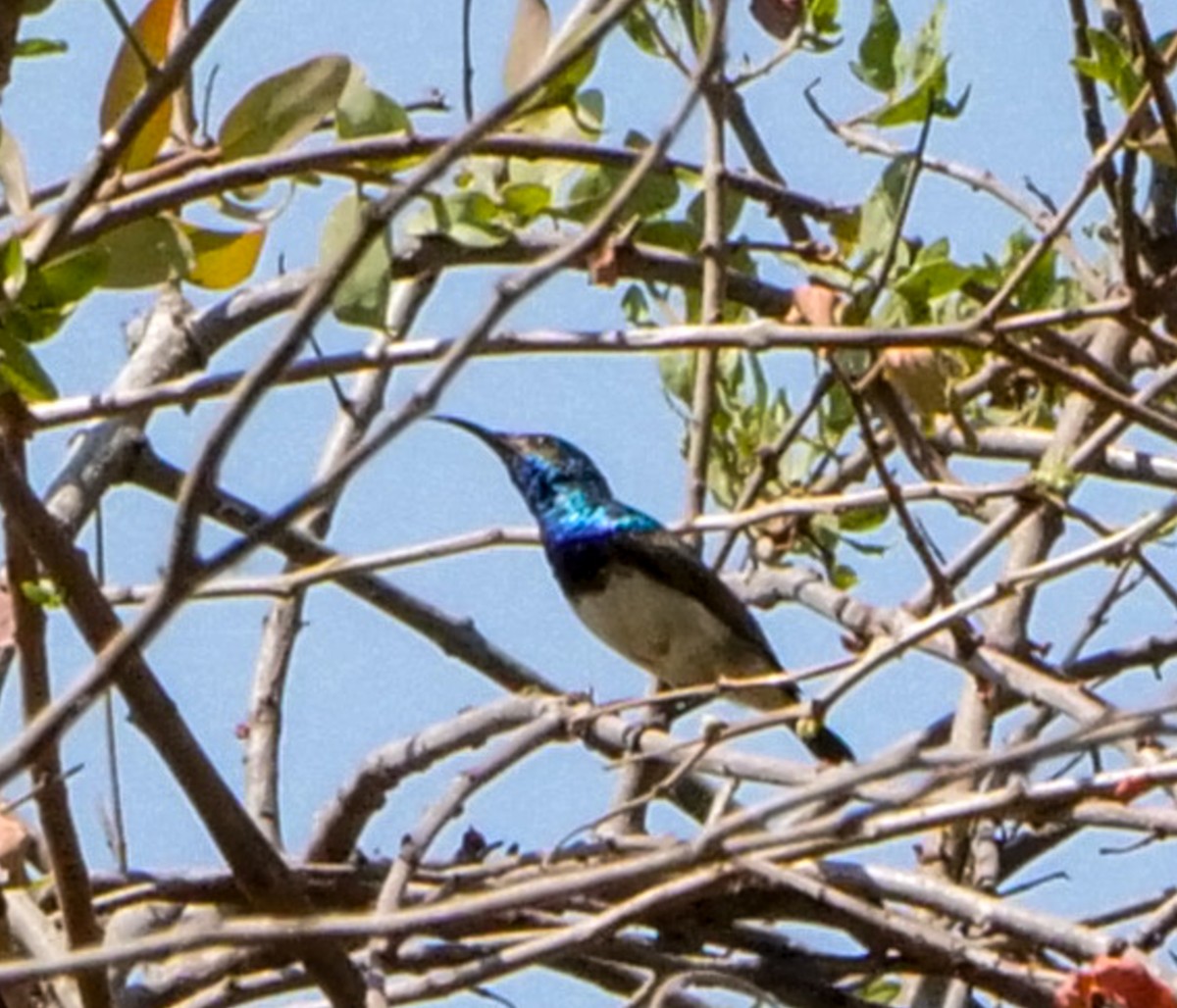 Белобрюхая нектарница - ML646062932