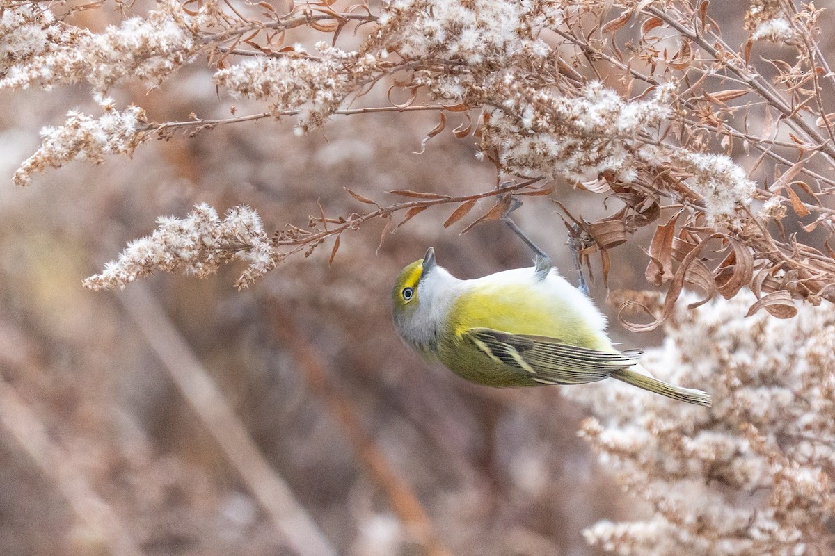 White-eyed Vireo - ML646062940