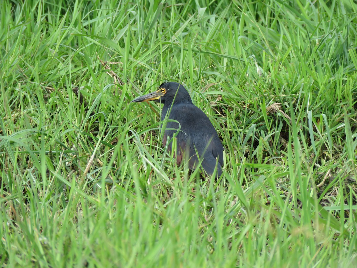 Rufous-bellied Heron - ML646062941