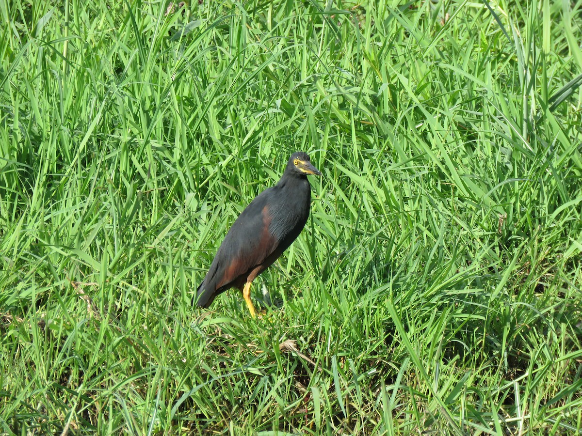 Rufous-bellied Heron - ML646062942