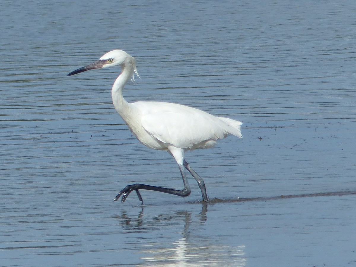 Reddish Egret - ML646062944